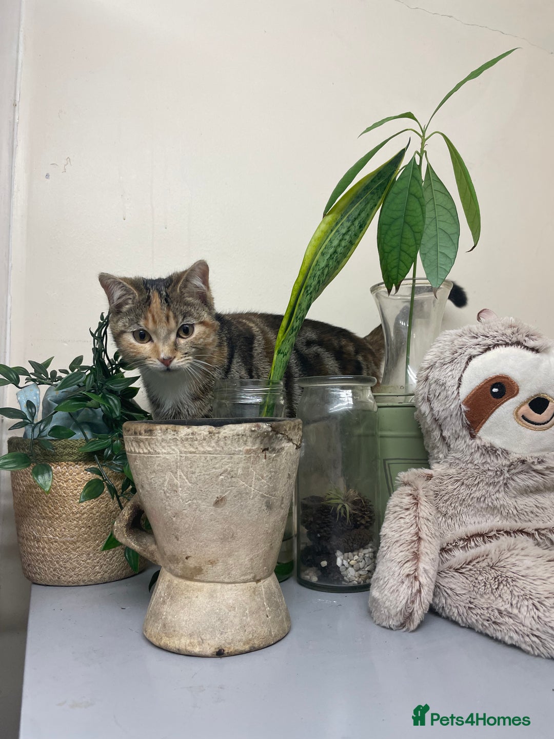 Mixed Breed cats for sale: Sheeba - Image 11