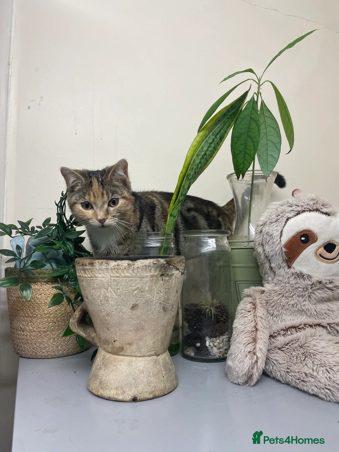 Mixed Breed cats for sale: Sheeba - Advert 11