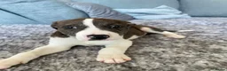 Boxer dogs for sale: Beautiful Boxer Puppy  Ready for His Forever Home - Advert 3