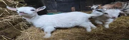Goats livestock for sale: Pygmy kids to leave as a trio READY NOW  - Advert 1