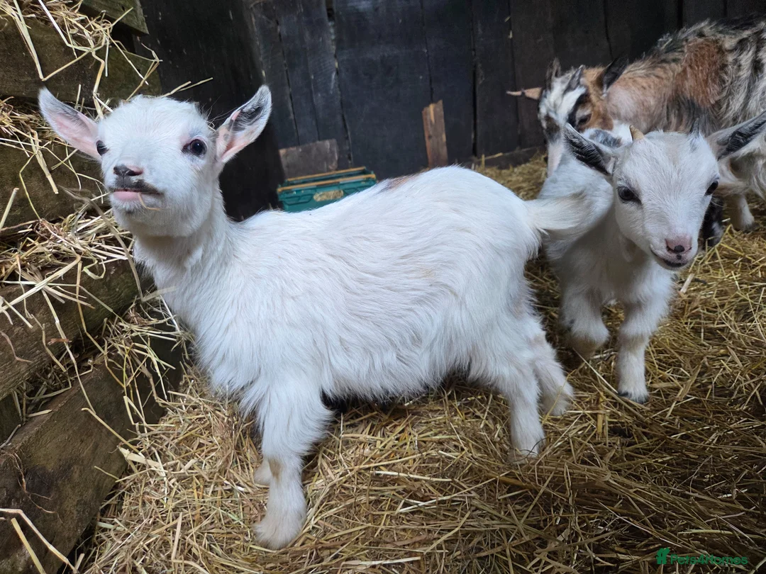Goats livestock for sale: Pygmy kids to leave as a trio READY NOW  - Advert 1