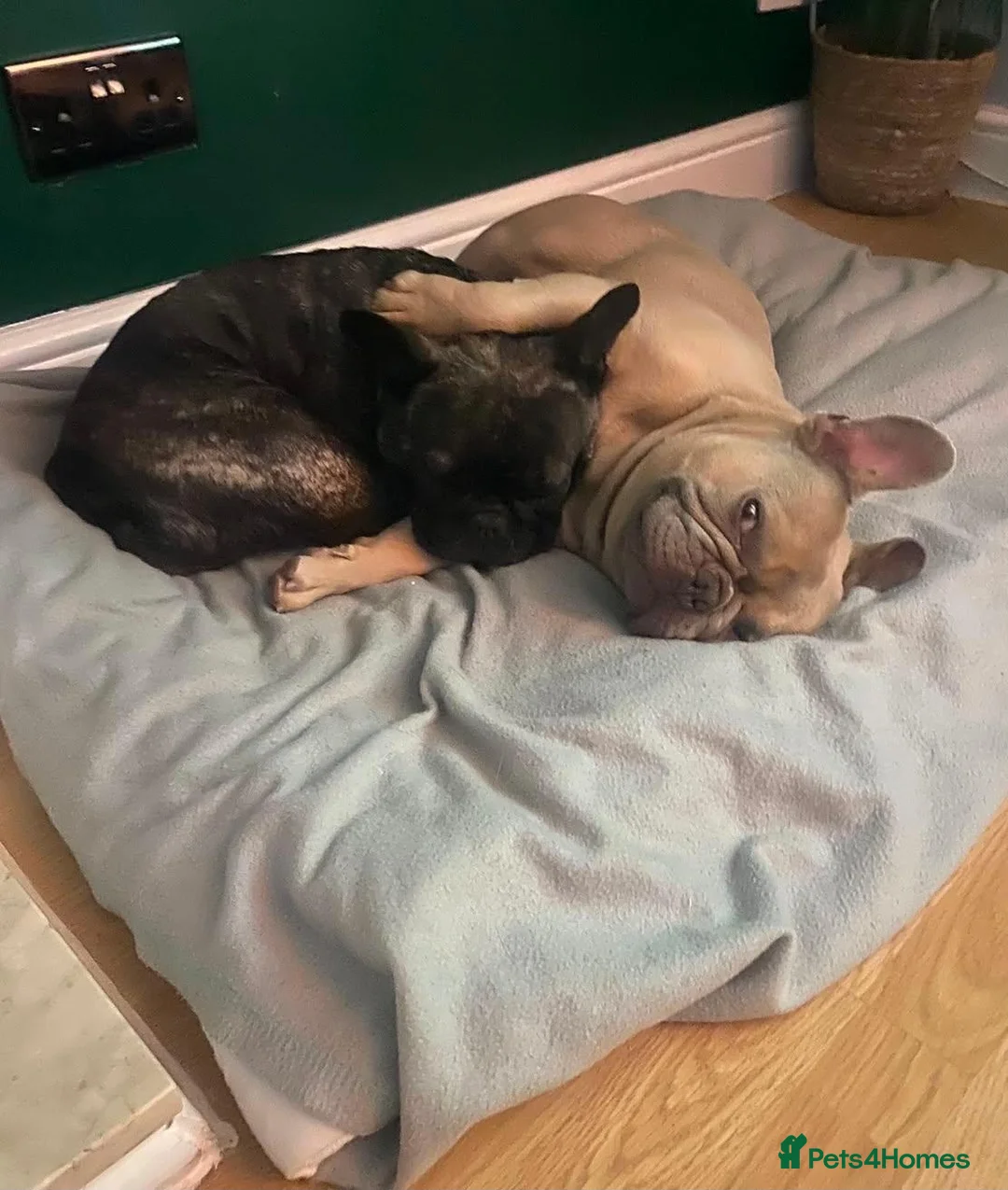 French Bulldog dogs for sale: 2 french bulldogs in Durham - Advert 2