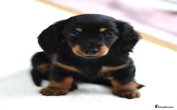 Miniature Dachshund dogs for sale: Gorgeous Longhair Miniature Dachshund Girls - Image 14