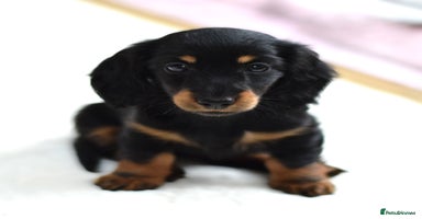 Miniature Dachshund dogs - Advert 11