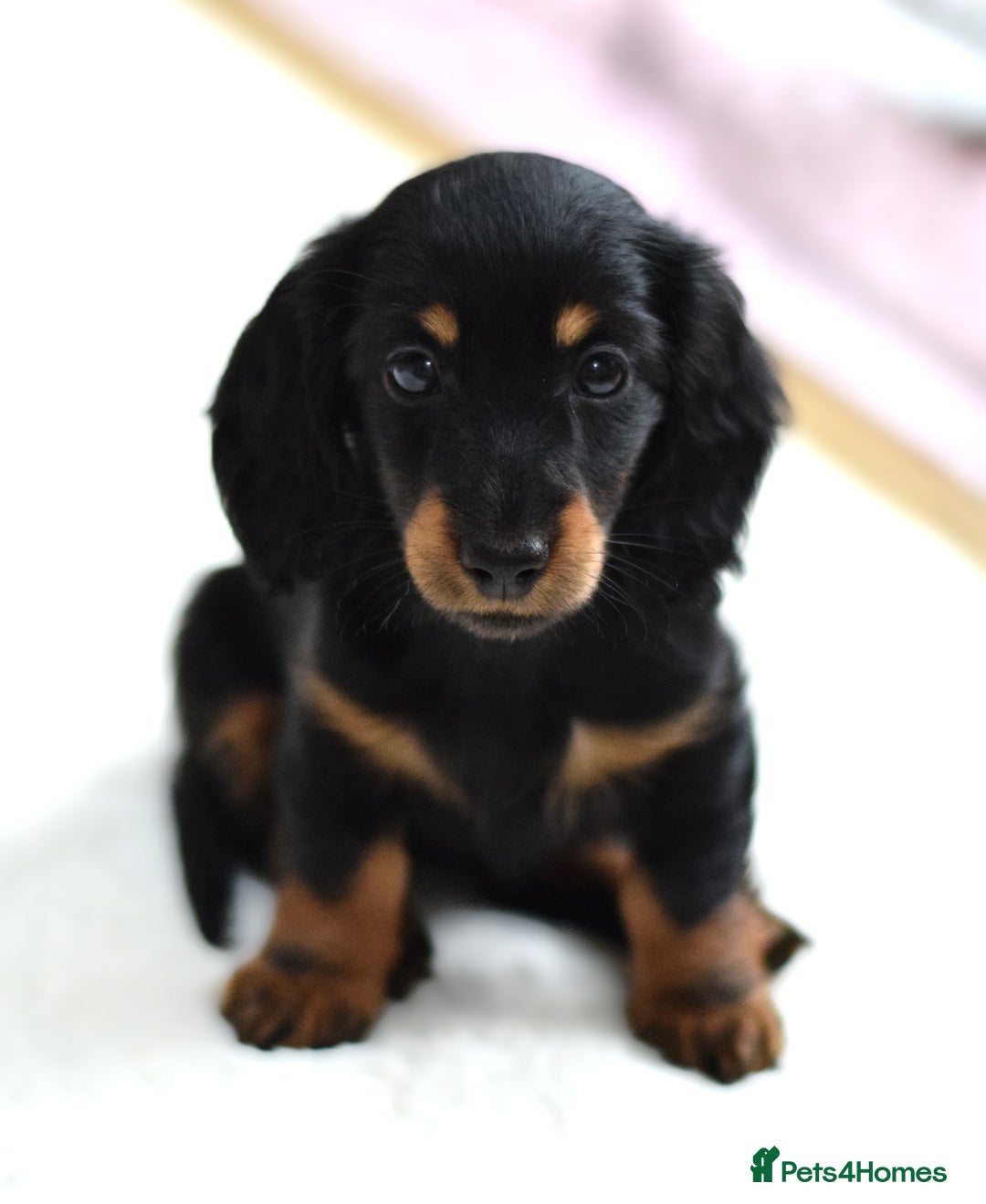 Miniature Dachshund dogs for sale: Gorgeous Longhair Miniature Dachshund Girls - Image 14