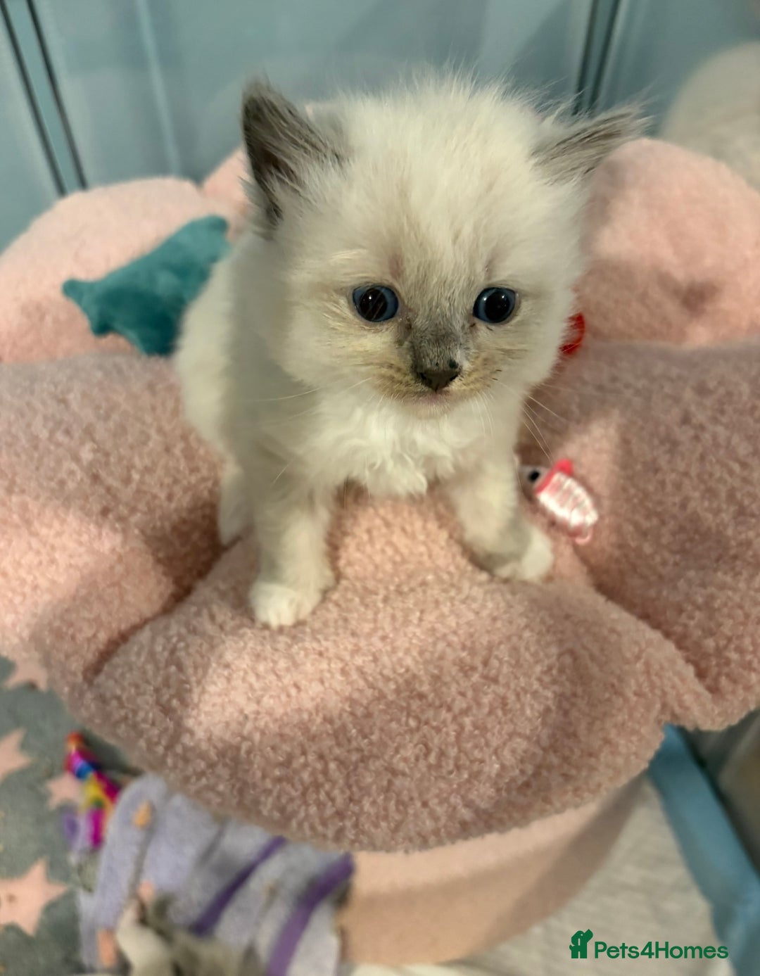 Ragdoll cats for sale: Beautiful purebred Ragdoll kittens - Image 4