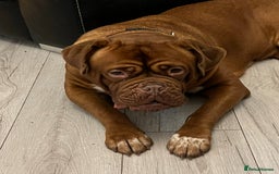 Dogue De Bordeaux dogs for sale: Stunning litter kc Dogue de Bordeaux puppies - Image 11