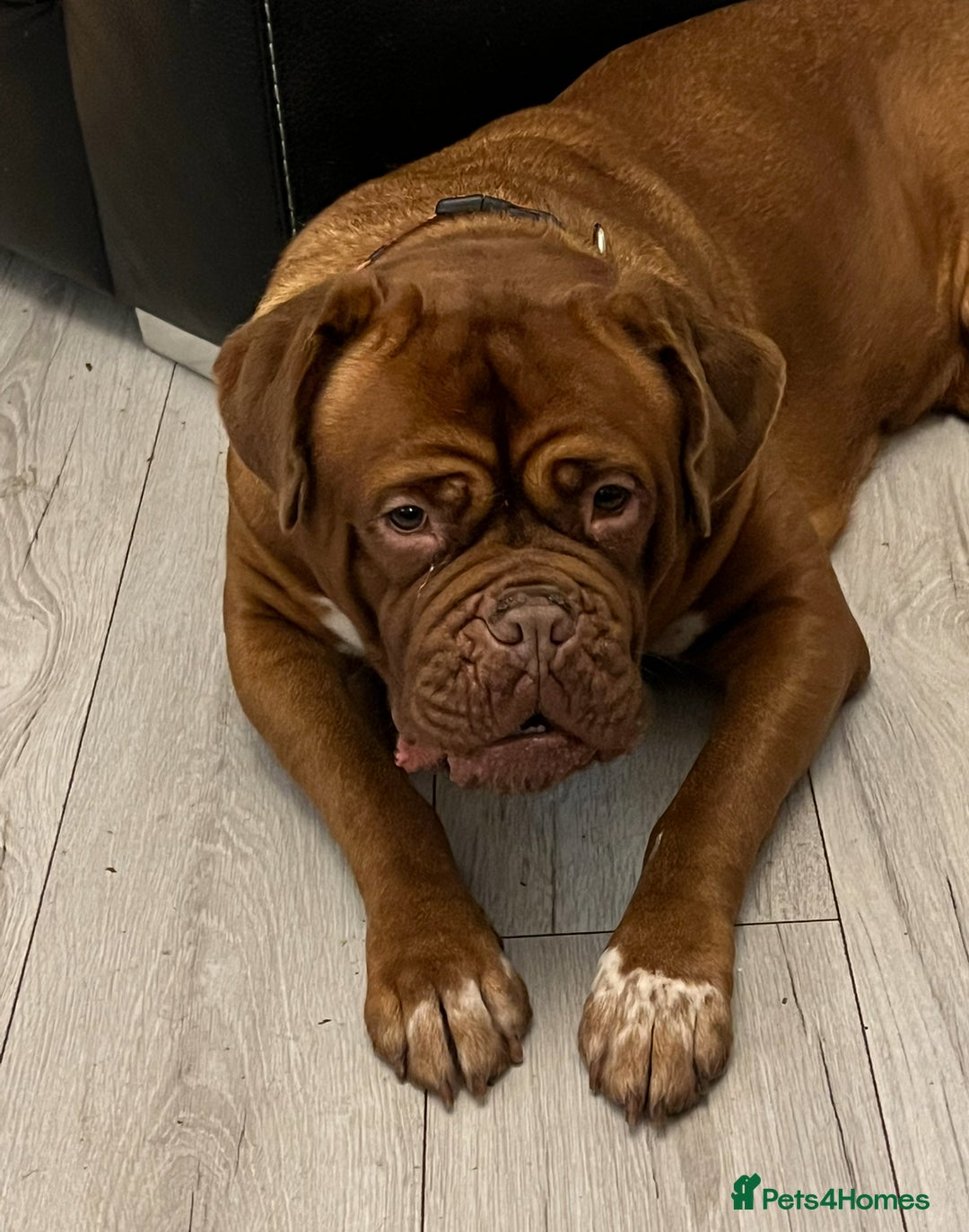 Dogue De Bordeaux dogs for sale: Stunning litter kc Dogue de Bordeaux puppies - Image 11