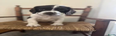 English Springer Spaniel 6