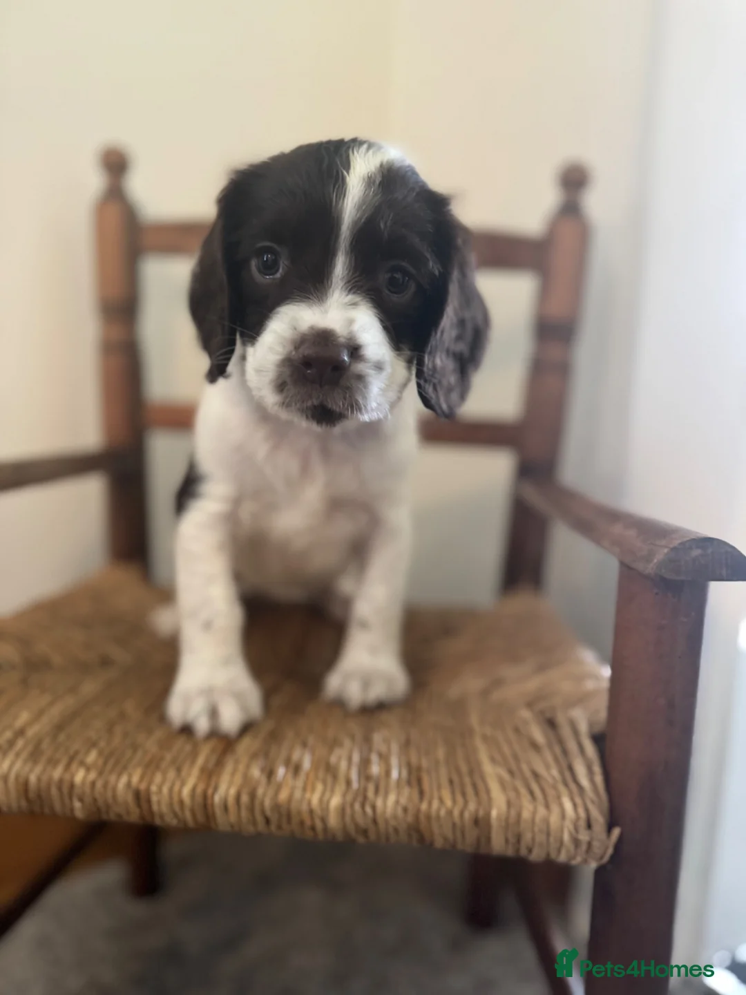 English Springer Spaniel dogs for sale: KC REG ENGLISH SPRINGER SPANIELS - Advert 2