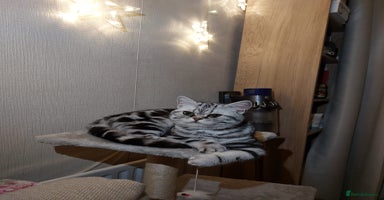 British Shorthair cats - Advert 10