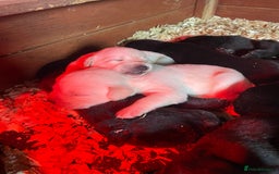 Labrador Retriever dogs for sale: Labrador, puppies, black and white girls available - Image 2