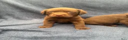 Labrador Retriever dogs for sale: READY NOW 1 Male Chocolate Labrador Puppy - Advert 15