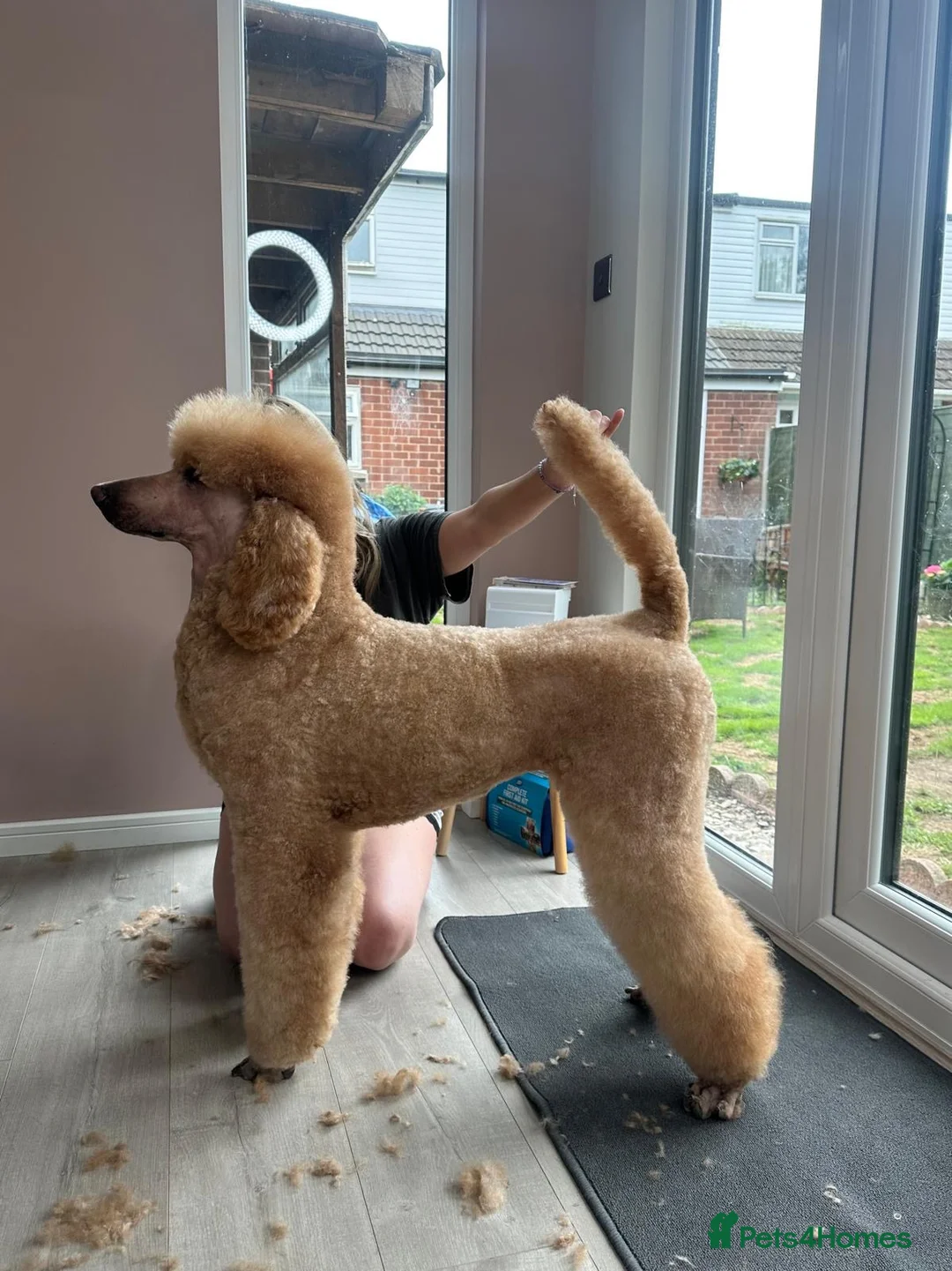 Standard Poodle dogs for sale: Kennel Club Registered Standard Poodle Puppies - Advert 2