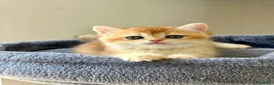Beans