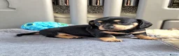 Miniature Dachshund dogs for sale: 🐾✨ GORGEOUS MINIATURE KC DACHSHUND PUPPIES ✨🐾 - Advert 10