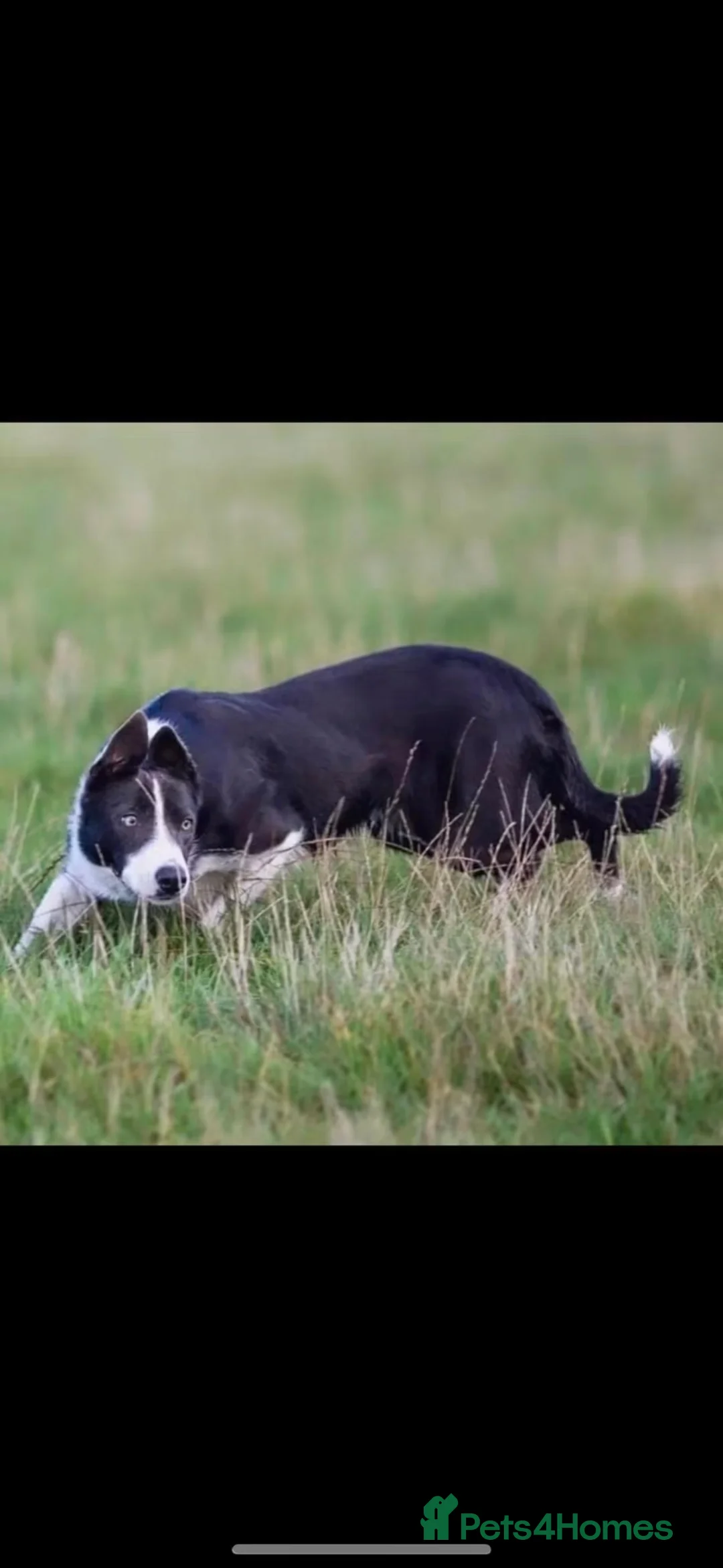 Border Collie dogs for stud: Available for stud, exceptionally well bred collie - Advert 6