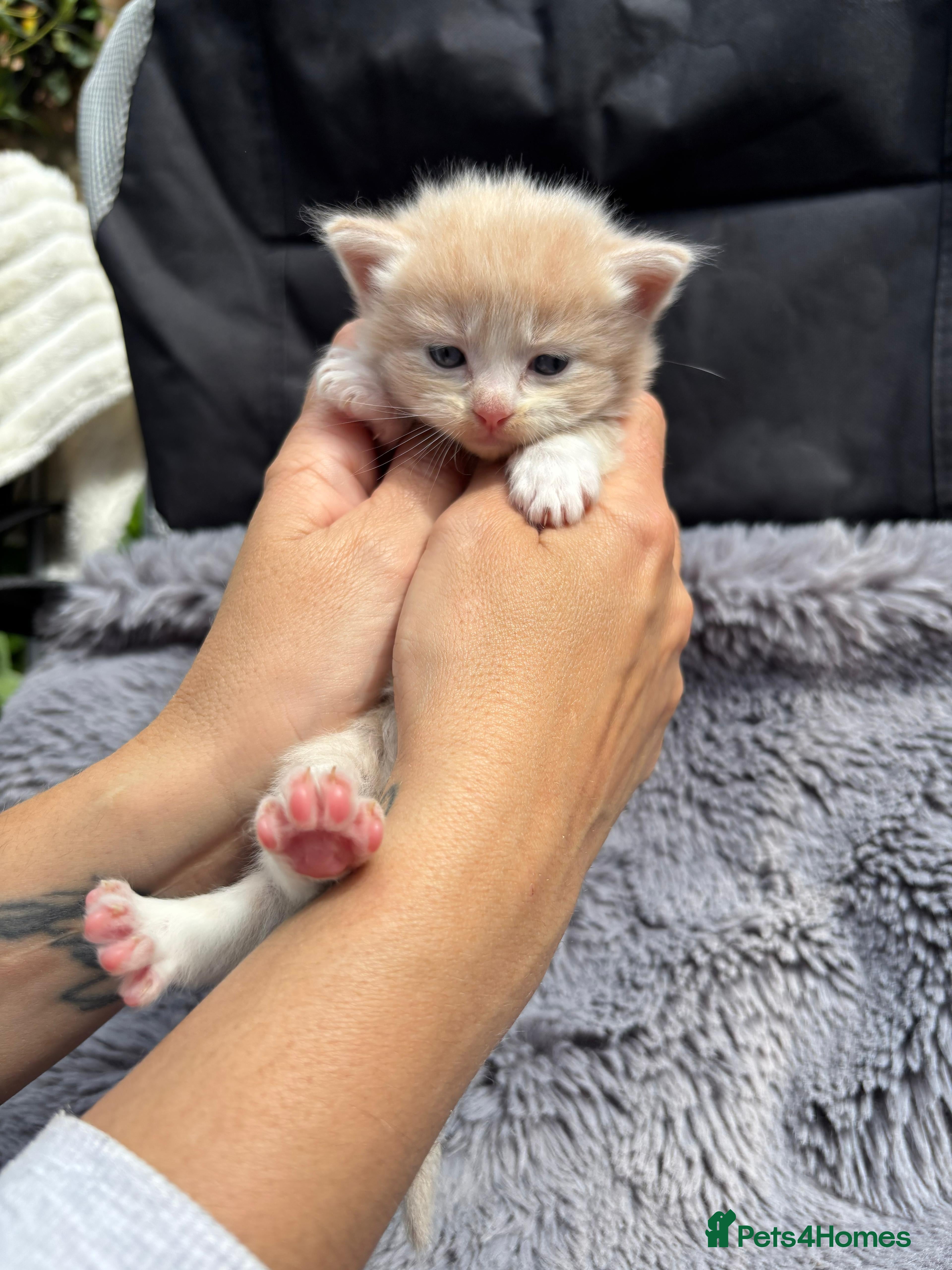 Ragdoll cats Rainbow litter ragdoll cross Turkish angora - Advert 3