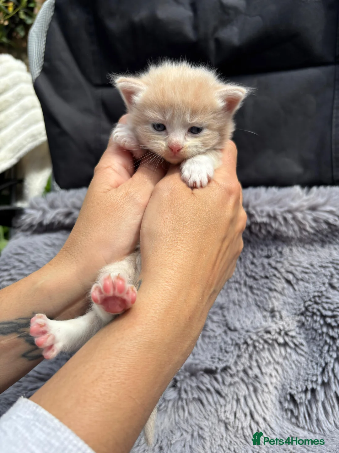 Ragdoll cats for sale: Rainbow litter ragdoll cross Turkish angora - Advert 1