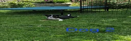Border Collie dogs for sale: Beautiful border collie pups *3 dogs available* - Advert 10