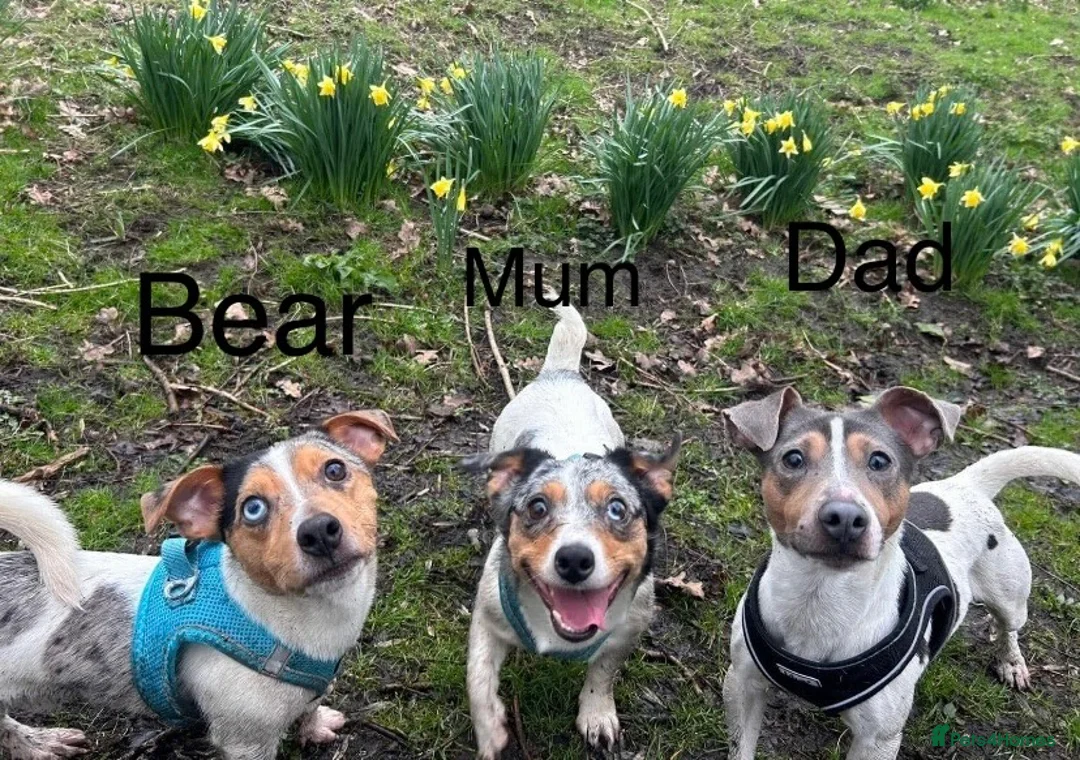 Jack Russell dogs for stud: Silver Merle carrying Blue and Chocolate in Bradford - Advert 9