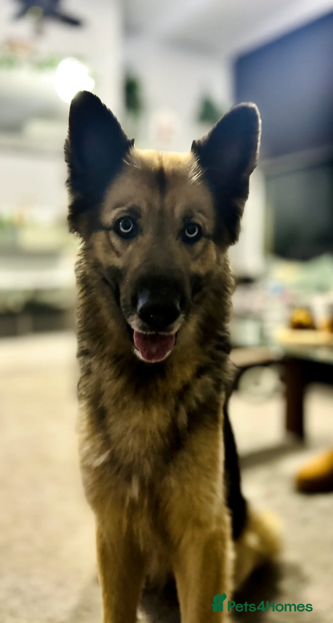 German Shepherd dogs for sale: German shepherd  - Advert 12