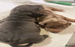 Miniature Dachshund dogs for sale: Miniature daschund puppies - Image 7