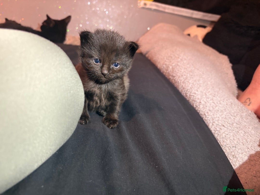 Mixed Breed cats for sale: Kittens for sale  - Image 10