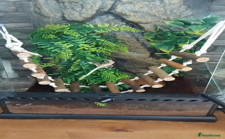 Gecko reptiles - Advert 6