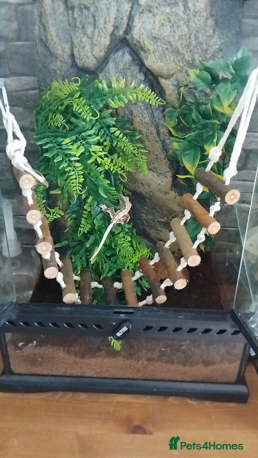 Gecko reptiles for sale: Gecko need gone ASAP  - Image 1