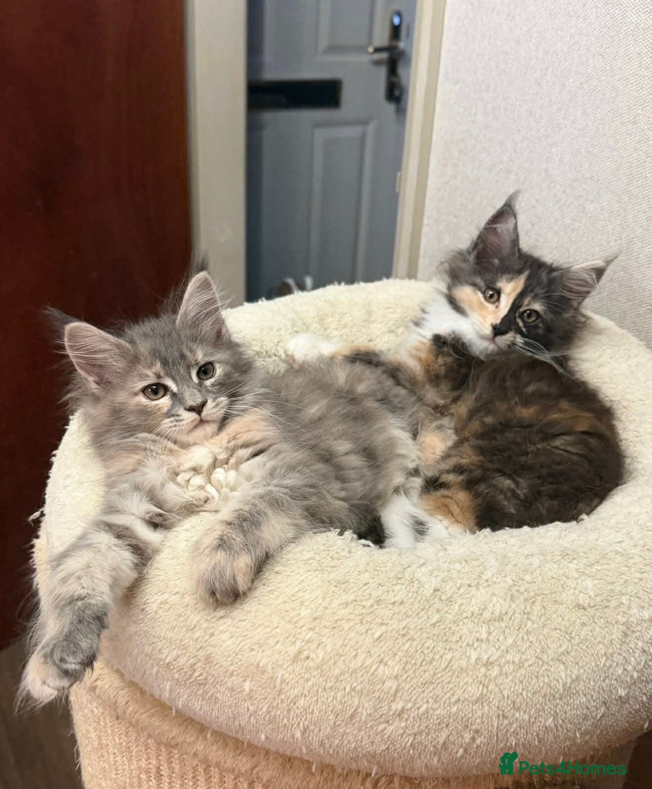 Maine Coon cats BEAUTIFUL GIRLS MAINE COON KITTENS AVAILABLE NOW🐱 - Advert 8