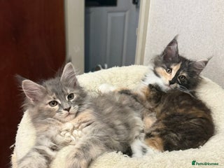 Maine Coon cats BEAUTIFUL GIRLS MAINE COON KITTENS AVAILABLE NOW🐱 - Advert 8