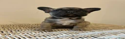 French Bulldog dogs for sale: Stunning frenchie boys  - Advert 29