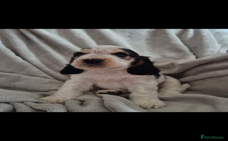 Cocker Spaniel dogs - Advert 1