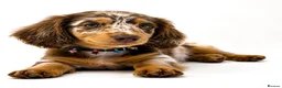 Miniature Dachshund dogs for sale: Longhaired miniature dachshund girl - Advert 1