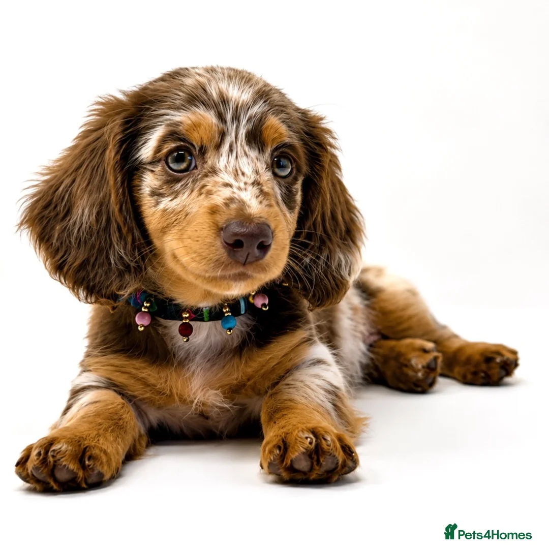 Miniature Dachshund dogs for sale: Longhaired miniature dachshund girl - Advert 1