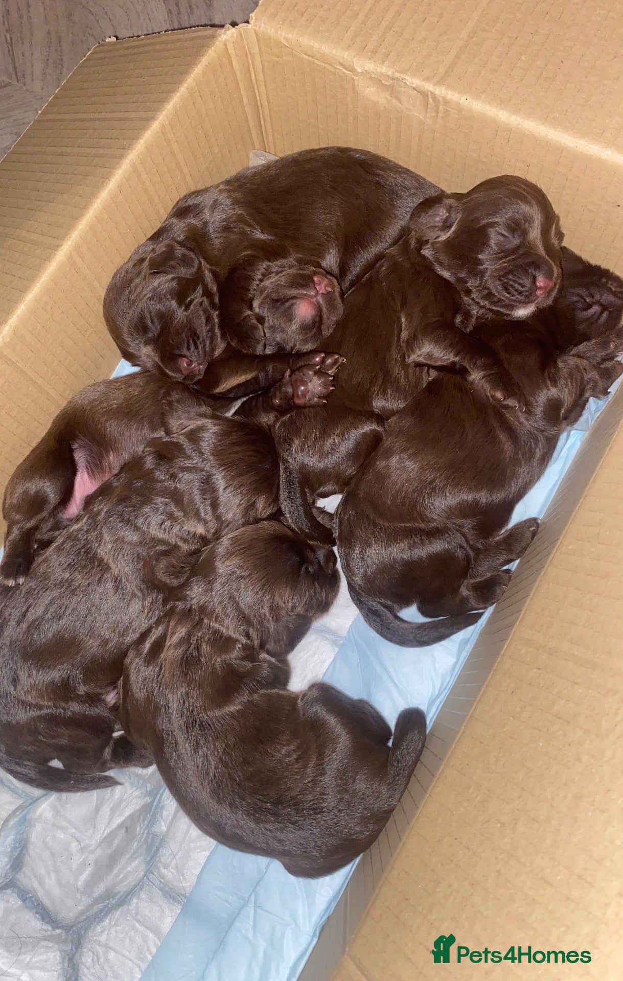 Cocker Spaniel dogs 3 boys and 3 girl Cocker Spaniel puppies  - Advert 18