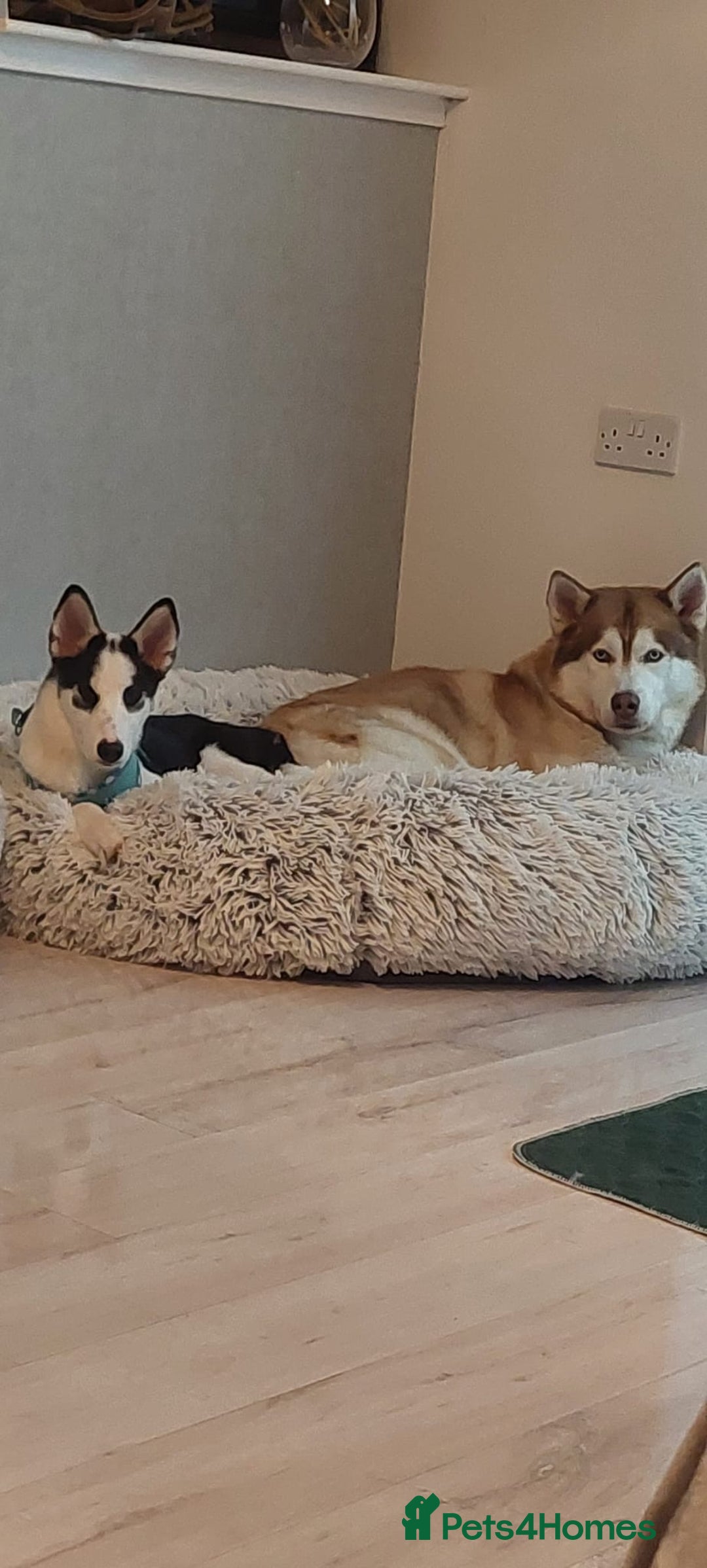 Siberian Husky dogs for sale: Husky puppy female for sale - Image 1