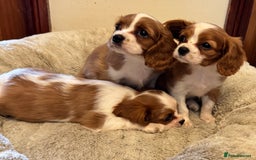Cavalier King Charles Spaniel dogs for sale: Cavalier kcs health tested parents licensed  - Image 2