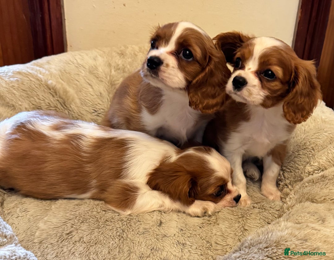 Cavalier King Charles Spaniel dogs for sale: Cavalier kcs health tested parents licensed  - Image 2