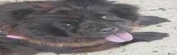 Chow Chow dogs for sale: DWKC Registered Black Female Chow Chow – 4 years. - Advert 3