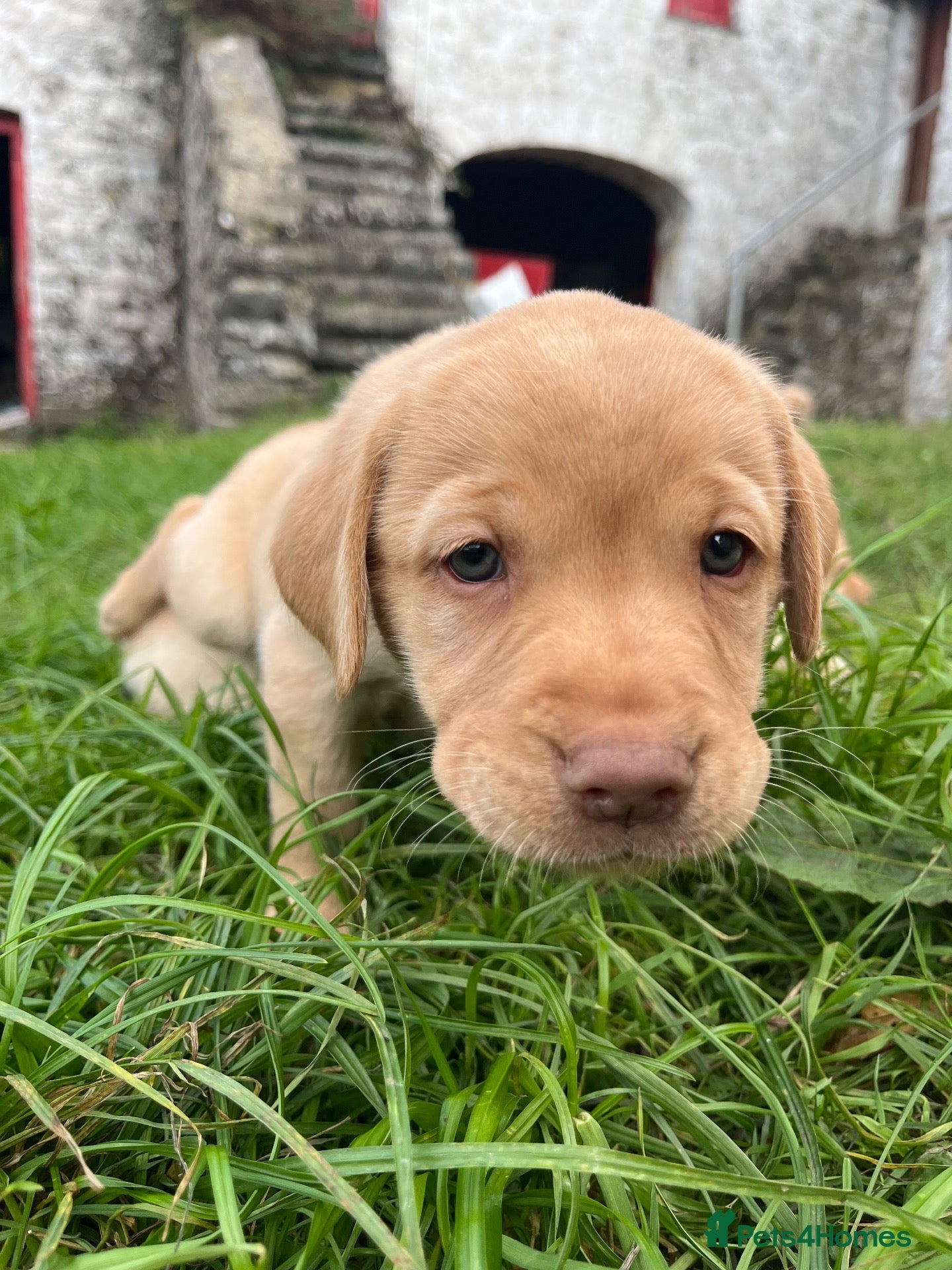 Labrador Retriever dogs Labrador Retreiver puppies - Advert 2
