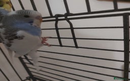 Budgerigars birds for sale: Young budgies - Image 3