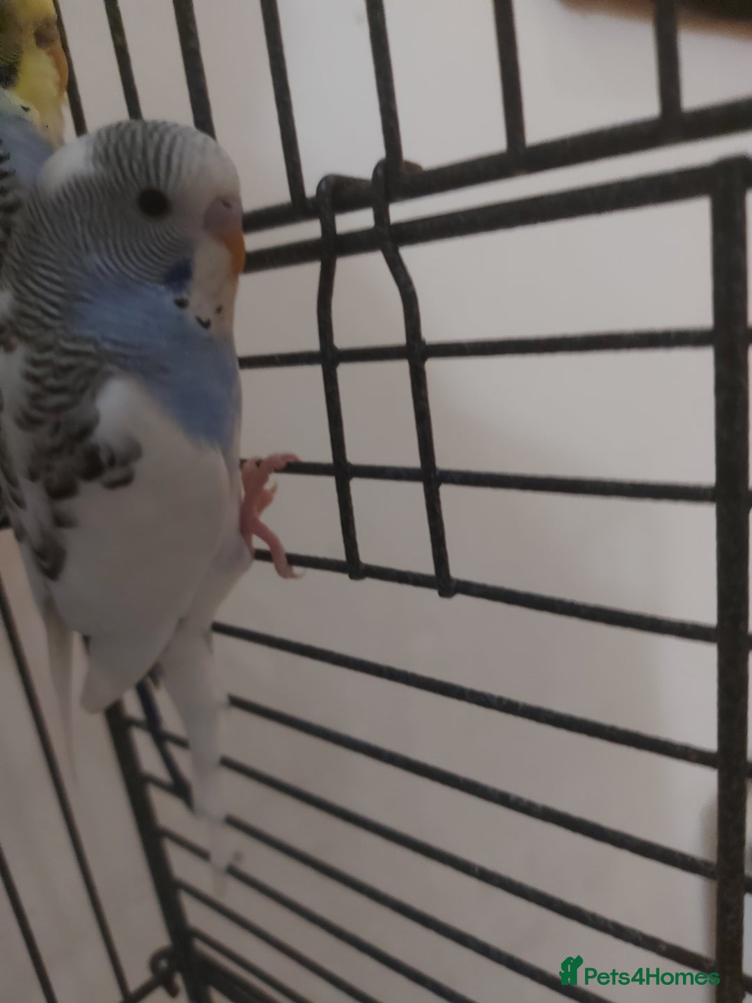Budgerigars birds for sale: Young budgies - Image 3