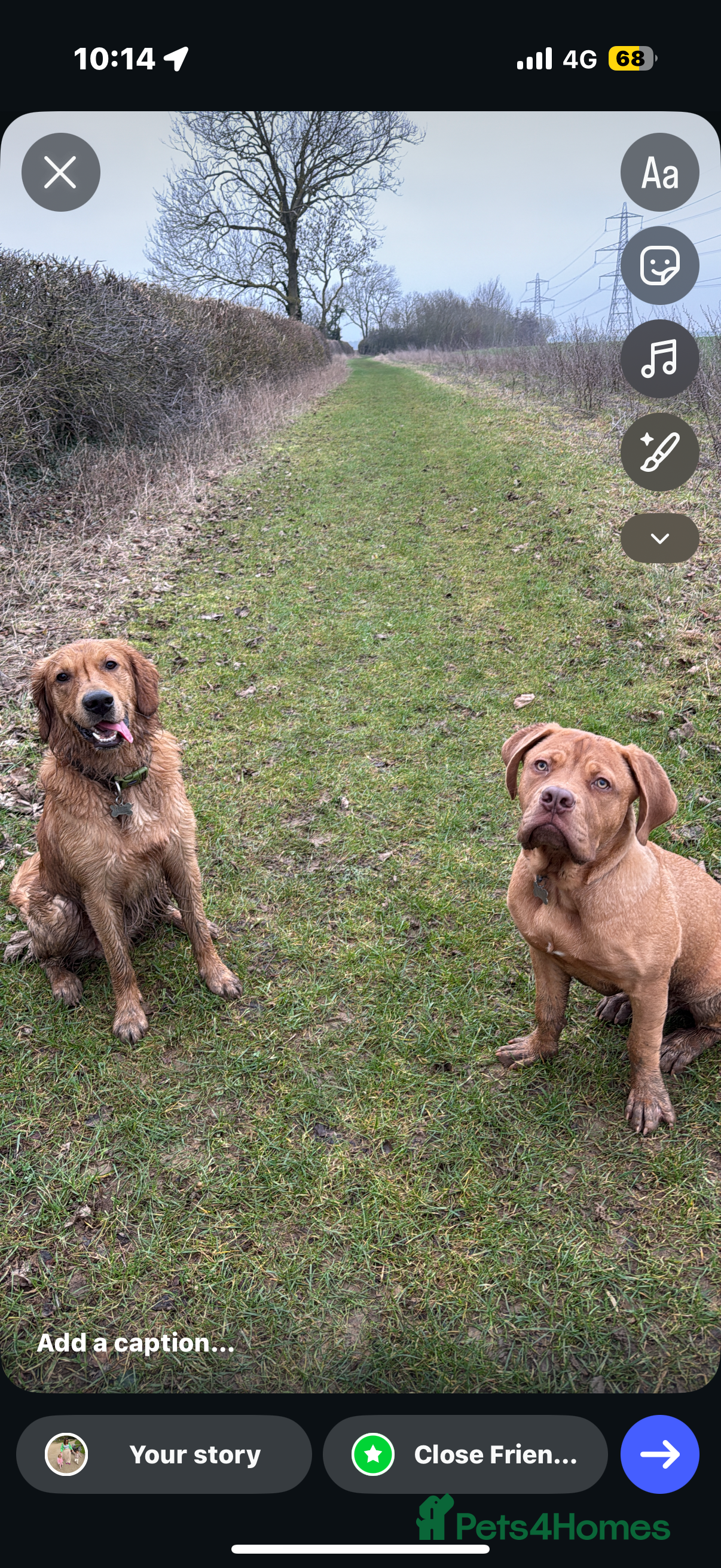 Dogue De Bordeaux dogs French mastiff  - Advert 4