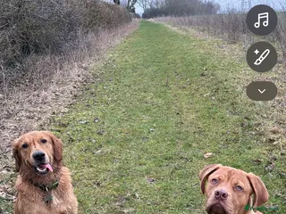 Dogue De Bordeaux dogs French mastiff - Advert 3