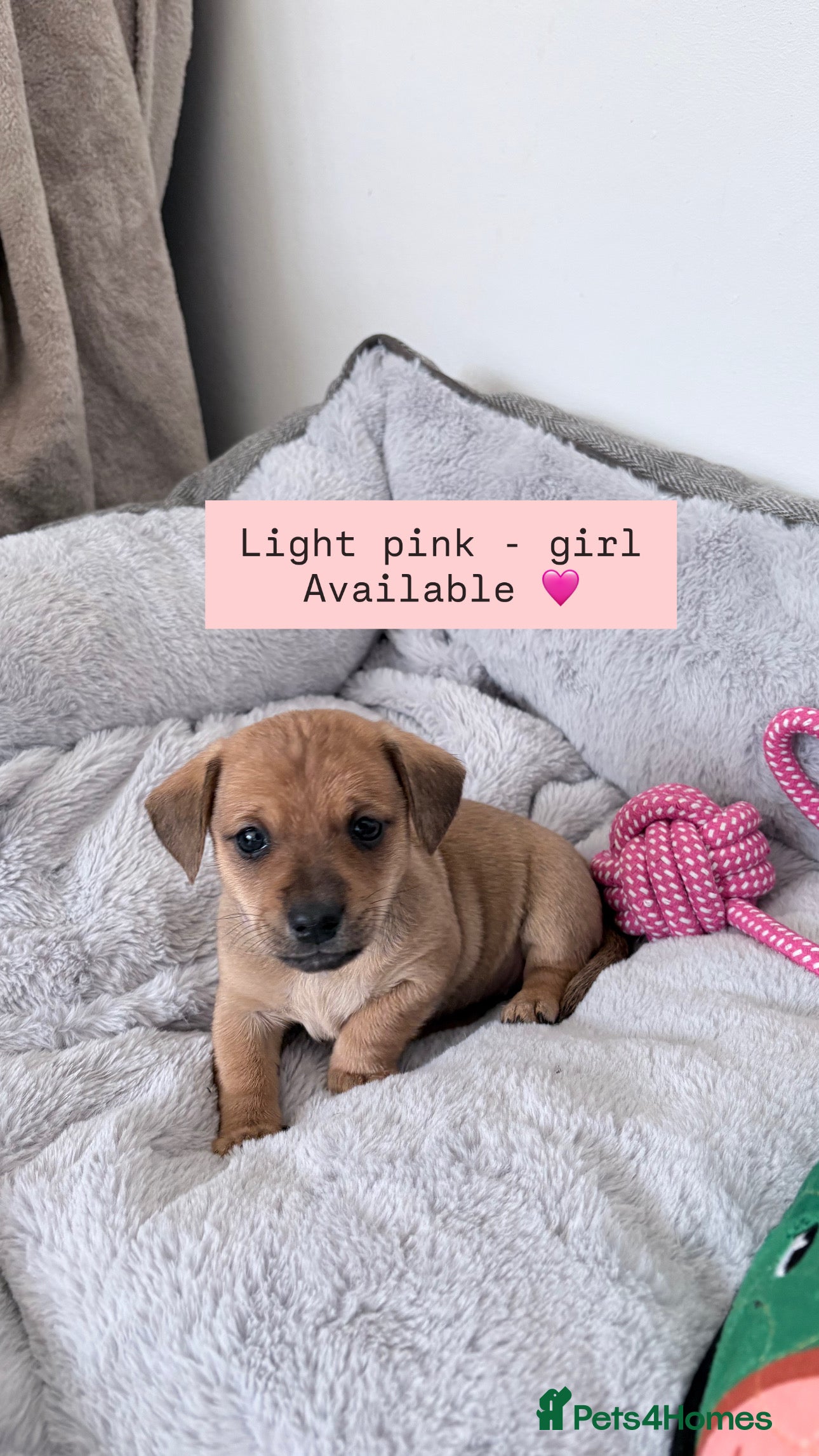 Jackshund dogs Gorgeous Jackshund (JRT x Dachshund) pups - Advert 2