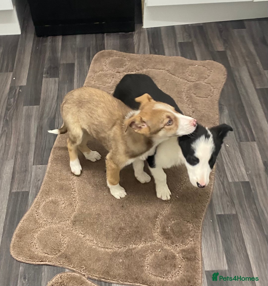 Mixed Breed dogs for sale: husky x pointer puppies  - Advert 8