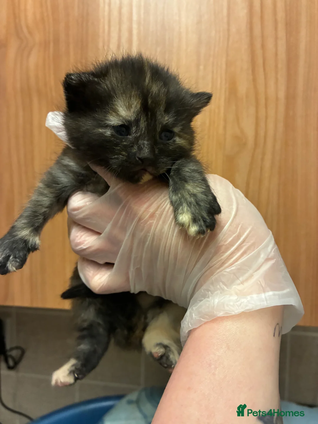 Mixed Breed cats for sale: 6 gorgeous kittens for sale  - Advert 6