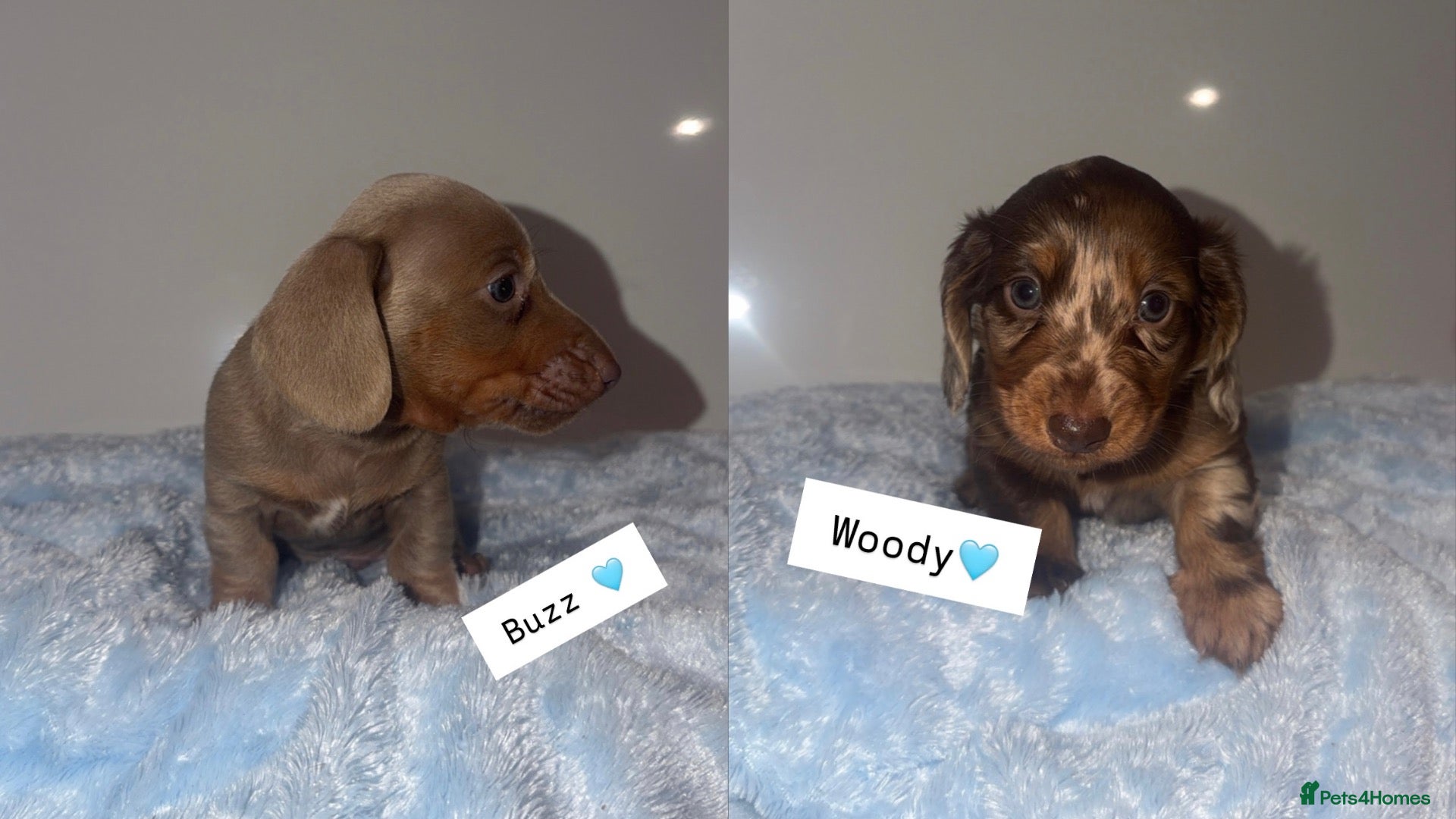 Miniature Dachshund dogs Gorgeous kc registered miniature dachshunds 🎃🖤 - Advert 7